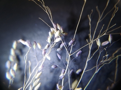Tricholaena monachne