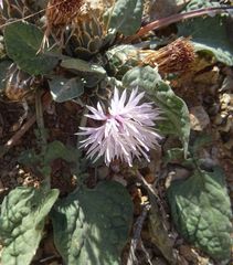 Centaurea raphanina