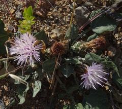 Centaurea raphanina