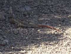 Acanthodactylus schreiberi