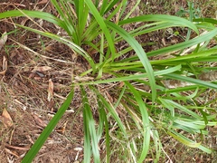 Dianella brevipedunculata