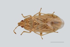 Holcocranum saturejae