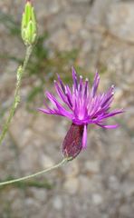Crupina crupinastrum