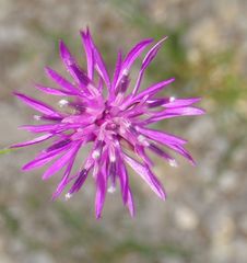 Crupina crupinastrum