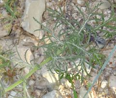 Crupina crupinastrum