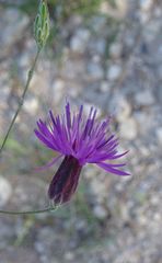 Crupina crupinastrum