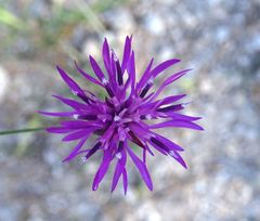 Crupina crupinastrum