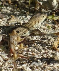 Acanthodactylus schreiberi