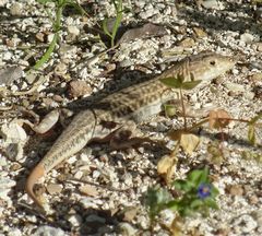 Acanthodactylus schreiberi