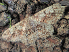 Satoblephara parvularia