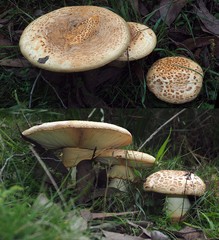 Amanita ochrophylloides