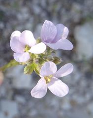 Erucaria hispanica