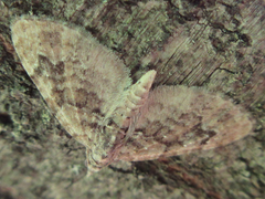 Chloroclystis v-ata