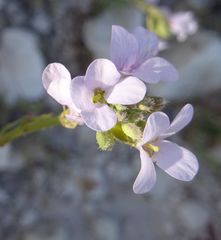 Erucaria hispanica