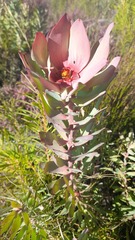 Protea neriifolia