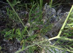 Erucaria hispanica