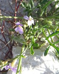 Erucaria hispanica
