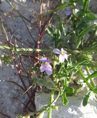 Erucaria hispanica