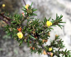 Phyllota pleurandroides