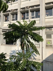 Ailanthus fordii