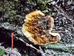 Serpulaceae