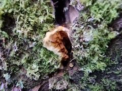 Serpulaceae
