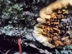 Serpulaceae