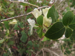 Lonicera arborea