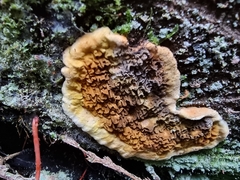 Serpulaceae