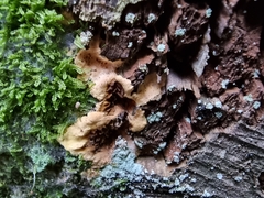 Serpulaceae