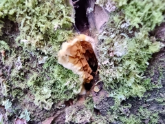 Serpulaceae