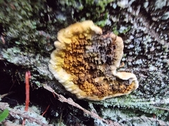Serpulaceae