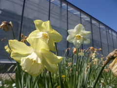 Narcissus