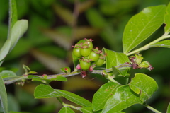 Vaccinium virgatum