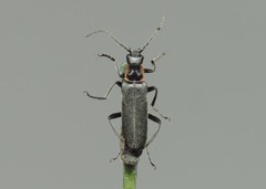 Cantharis pulicaria