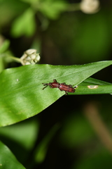 Trachelizus bisulcatus