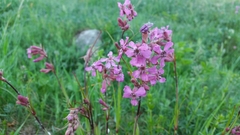 Microbotryum lagerheimii