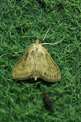 Paratalanta pandalis