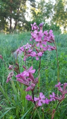 Microbotryum lagerheimii