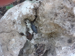 Armadillidium pallasii