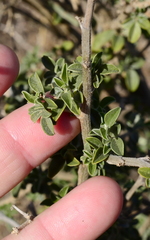 Salvia aurea