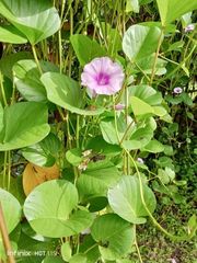 Ipomoea