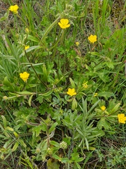 Ranunculus constantinopolitanus