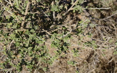 Salvia aurea