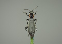 Cantharis pulicaria