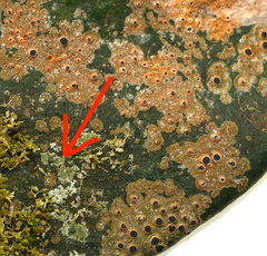 Pilocarpaceae