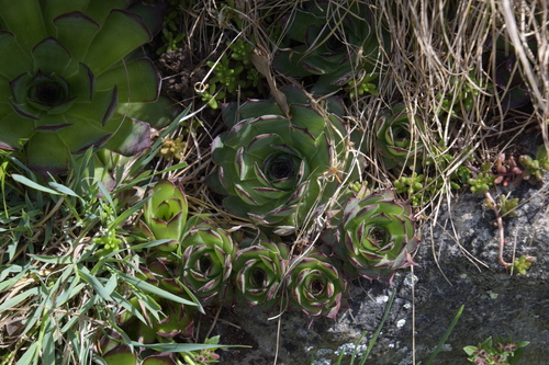 Sempervivum tectorum — photo 3