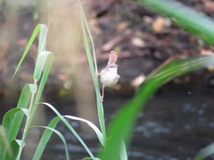 Prinia subflava pondoensis