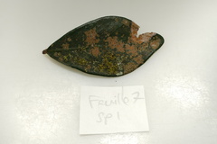 Pilocarpaceae