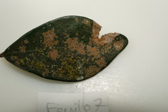 Pilocarpaceae